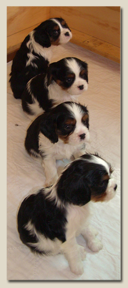 Cavalier King Charles Puppies 1
