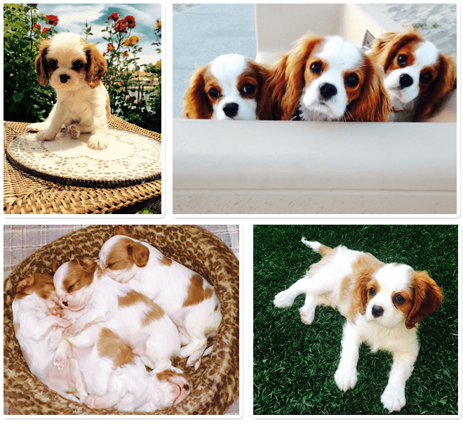 Woodland Cavaliers Cavalier Puppies in Southern California